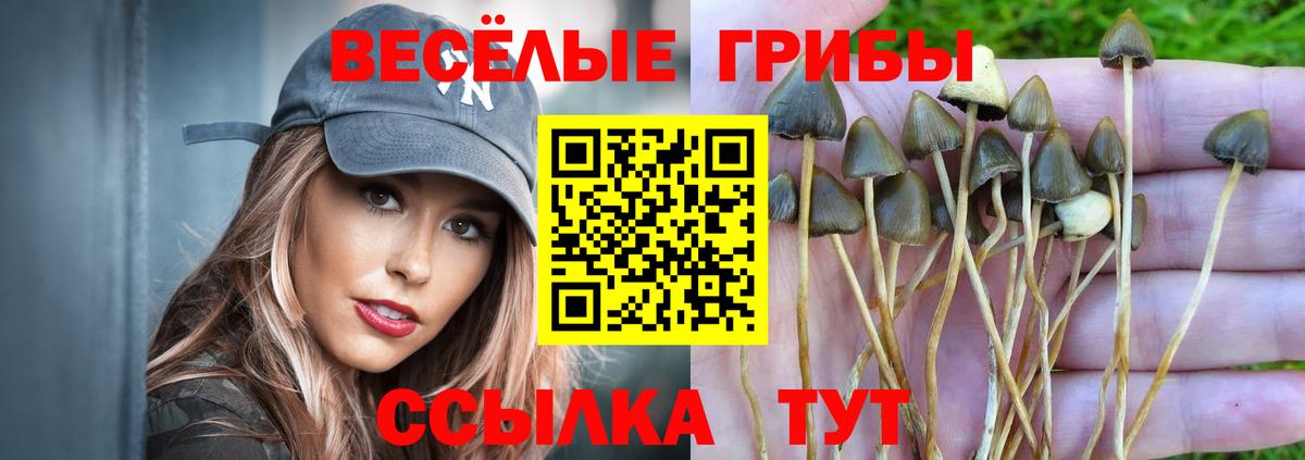 Псилоцибиновые грибы Cubensis Коркино